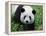 Giant Panda Bifengxia Giant Panda Breeding and Conservation Center, China-Eric Baccega-Framed Premier Image Canvas