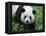 Giant Panda Bifengxia Giant Panda Breeding and Conservation Center, China-Eric Baccega-Framed Premier Image Canvas