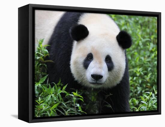 Giant Panda Bifengxia Giant Panda Breeding and Conservation Center, China-Eric Baccega-Framed Premier Image Canvas