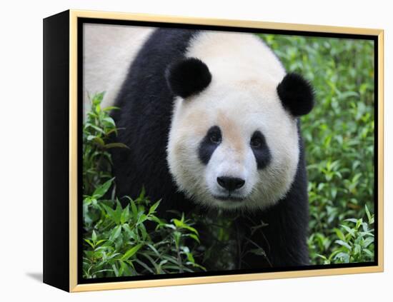 Giant Panda Bifengxia Giant Panda Breeding and Conservation Center, China-Eric Baccega-Framed Premier Image Canvas