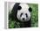 Giant Panda Bifengxia Giant Panda Breeding and Conservation Center, China-Eric Baccega-Framed Premier Image Canvas