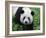 Giant Panda Bifengxia Giant Panda Breeding and Conservation Center, China-Eric Baccega-Framed Photographic Print