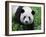 Giant Panda Bifengxia Giant Panda Breeding and Conservation Center, China-Eric Baccega-Framed Photographic Print