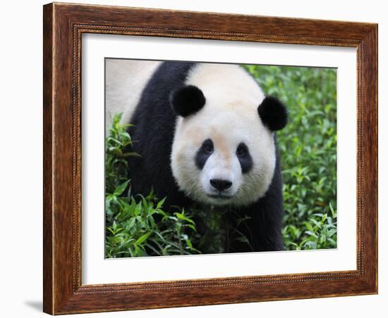 Giant Panda Bifengxia Giant Panda Breeding and Conservation Center, China-Eric Baccega-Framed Photographic Print