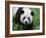 Giant Panda Bifengxia Giant Panda Breeding and Conservation Center, China-Eric Baccega-Framed Photographic Print