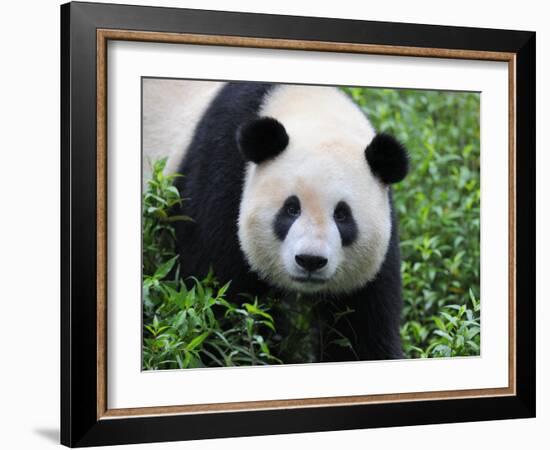 Giant Panda Bifengxia Giant Panda Breeding and Conservation Center, China-Eric Baccega-Framed Photographic Print