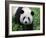 Giant Panda Bifengxia Giant Panda Breeding and Conservation Center, China-Eric Baccega-Framed Photographic Print