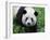 Giant Panda Bifengxia Giant Panda Breeding and Conservation Center, China-Eric Baccega-Framed Photographic Print