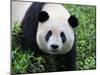 Giant Panda Bifengxia Giant Panda Breeding and Conservation Center, China-Eric Baccega-Mounted Photographic Print