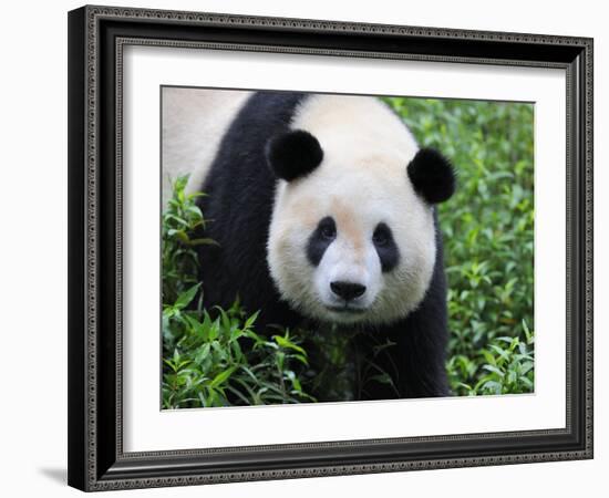 Giant Panda Bifengxia Giant Panda Breeding and Conservation Center, China-Eric Baccega-Framed Photographic Print