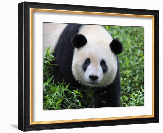 Giant Panda Bifengxia Giant Panda Breeding and Conservation Center, China-Eric Baccega-Framed Photographic Print