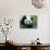 Giant Panda Bifengxia Giant Panda Breeding and Conservation Center, China-Eric Baccega-Photographic Print displayed on a wall
