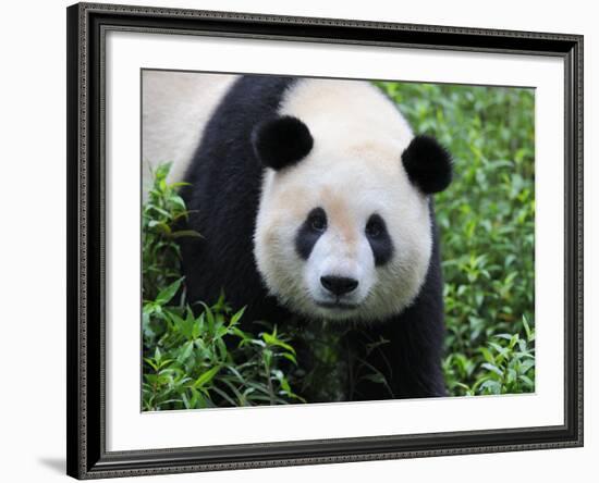 Giant Panda Bifengxia Giant Panda Breeding and Conservation Center, China-Eric Baccega-Framed Photographic Print