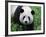 Giant Panda Bifengxia Giant Panda Breeding and Conservation Center, China-Eric Baccega-Framed Photographic Print