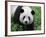 Giant Panda Bifengxia Giant Panda Breeding and Conservation Center, China-Eric Baccega-Framed Photographic Print