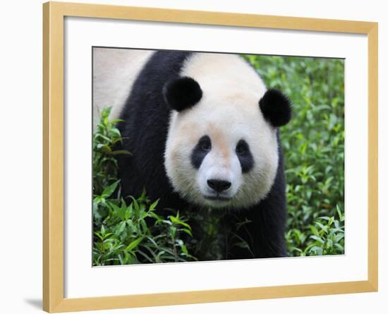 Giant Panda Bifengxia Giant Panda Breeding and Conservation Center, China-Eric Baccega-Framed Photographic Print