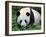 Giant Panda Bifengxia Giant Panda Breeding and Conservation Center, China-Eric Baccega-Framed Photographic Print