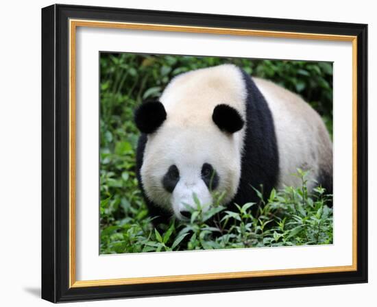 Giant Panda Bifengxia Giant Panda Breeding and Conservation Center, China-Eric Baccega-Framed Photographic Print