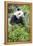 Giant Panda, Chengdu, China-Paul Souders-Framed Premier Image Canvas