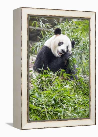 Giant Panda, Chengdu, China-Paul Souders-Framed Premier Image Canvas