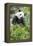 Giant Panda, Chengdu, China-Paul Souders-Framed Premier Image Canvas