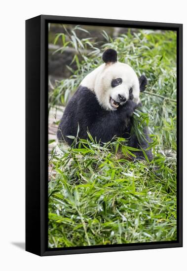 Giant Panda, Chengdu, China-Paul Souders-Framed Premier Image Canvas