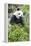 Giant Panda, Chengdu, China-Paul Souders-Framed Premier Image Canvas