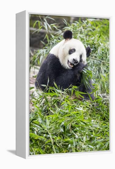 Giant Panda, Chengdu, China-Paul Souders-Framed Premier Image Canvas