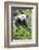 Giant Panda, Chengdu, China-Paul Souders-Framed Photographic Print