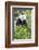 Giant Panda, Chengdu, China-Paul Souders-Framed Photographic Print