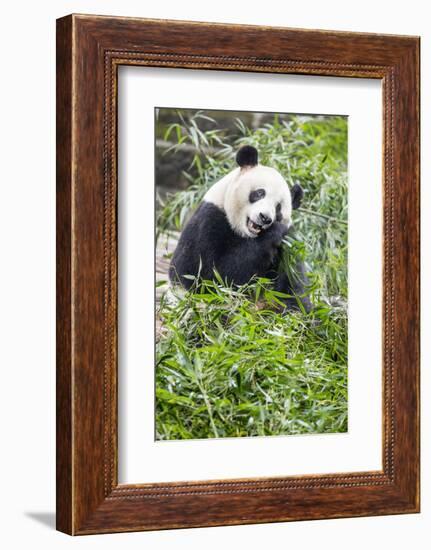 Giant Panda, Chengdu, China-Paul Souders-Framed Photographic Print