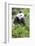 Giant Panda, Chengdu, China-Paul Souders-Framed Photographic Print