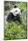 Giant Panda, Chengdu, China-Paul Souders-Mounted Photographic Print