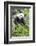 Giant Panda, Chengdu, China-Paul Souders-Framed Photographic Print