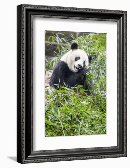 Giant Panda, Chengdu, China-Paul Souders-Framed Photographic Print