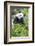 Giant Panda, Chengdu, China-Paul Souders-Framed Photographic Print