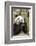 Giant Panda, Chengdu, China-Paul Souders-Framed Photographic Print