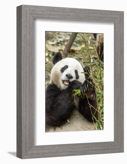 Giant Panda, Chengdu, China-Paul Souders-Framed Photographic Print
