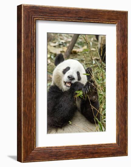 Giant Panda, Chengdu, China-Paul Souders-Framed Photographic Print