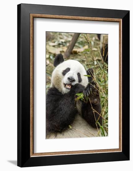 Giant Panda, Chengdu, China-Paul Souders-Framed Photographic Print