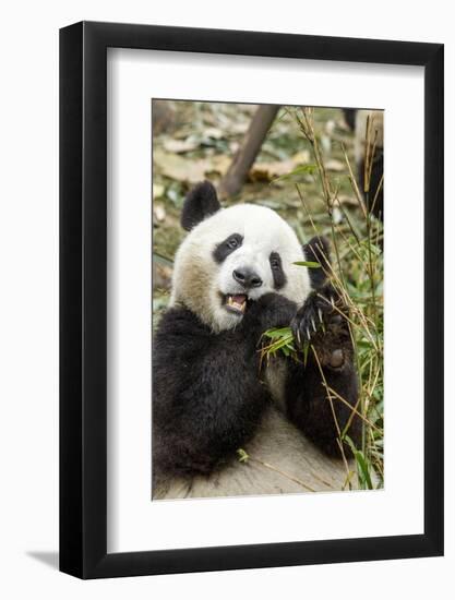 Giant Panda, Chengdu, China-Paul Souders-Framed Photographic Print