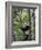 Giant Panda Climbing in a Tree Bifengxia Giant Panda Breeding and Conservation Center, China-Eric Baccega-Framed Photographic Print