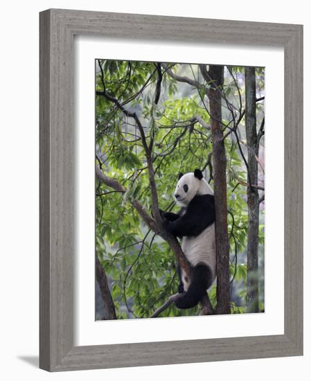 Giant Panda Climbing in a Tree Bifengxia Giant Panda Breeding and Conservation Center, China-Eric Baccega-Framed Photographic Print