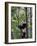 Giant Panda Climbing in a Tree Bifengxia Giant Panda Breeding and Conservation Center, China-Eric Baccega-Framed Photographic Print