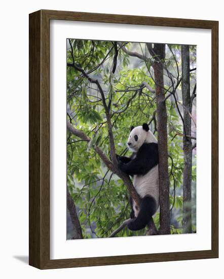 Giant Panda Climbing in a Tree Bifengxia Giant Panda Breeding and Conservation Center, China-Eric Baccega-Framed Photographic Print