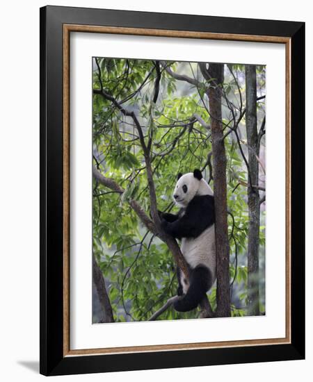 Giant Panda Climbing in a Tree Bifengxia Giant Panda Breeding and Conservation Center, China-Eric Baccega-Framed Photographic Print