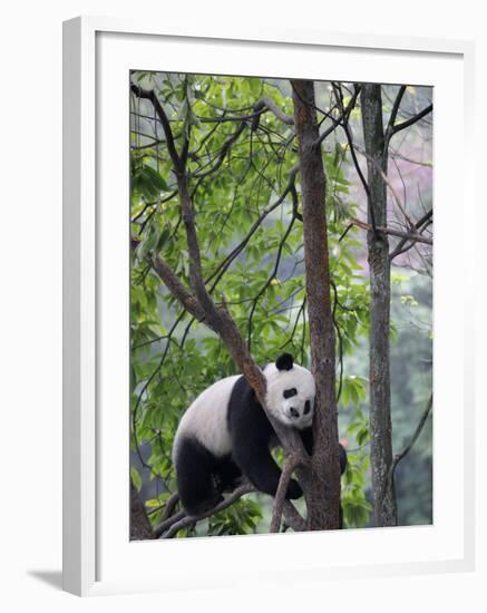 Giant Panda Climbing in a Tree Bifengxia Giant Panda Breeding and Conservation Center, China-Eric Baccega-Framed Photographic Print