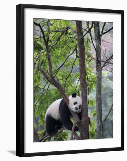 Giant Panda Climbing in a Tree Bifengxia Giant Panda Breeding and Conservation Center, China-Eric Baccega-Framed Photographic Print