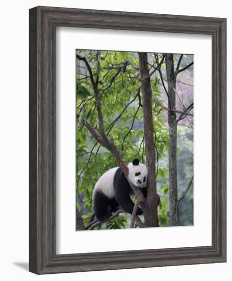 Giant Panda Climbing in a Tree Bifengxia Giant Panda Breeding and Conservation Center, China-Eric Baccega-Framed Photographic Print