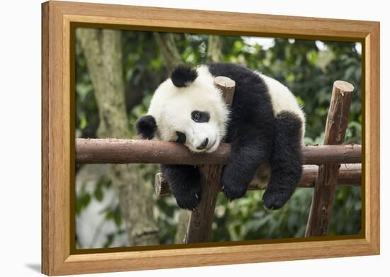 Giant Panda Cub, Chengdu, China-Paul Souders-Framed Premier Image Canvas